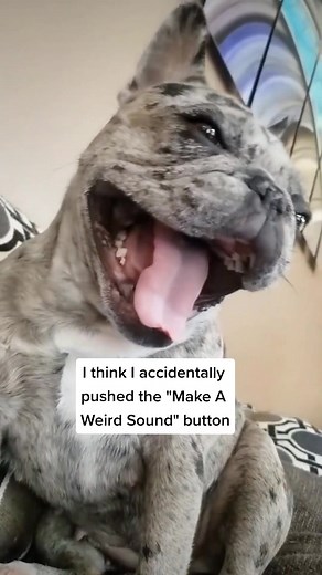 Funny Dog Booping Nose and Making Weird Sounds