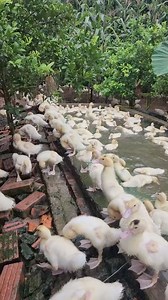 23K views · 506 reactions | Grooming time for the ducks!  Proper...