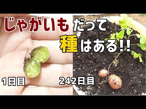 How to grow potates from "seeds"