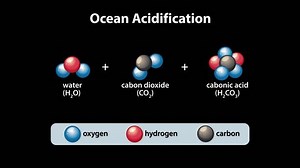 Visualizing molecular changes in ocean acidification process