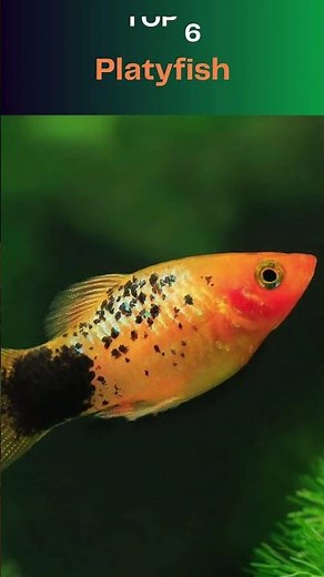Top 10 Fastest Reproducing Animals in the World Nature's Prolific Breeders 🐇🌟
