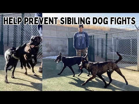 Boarding and Socializing Dog Aggressive Dogs | Desensitizing Siblings That Fight