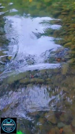 Saint Thomas Jamaica, Unruly River's Beauty and Calm #nature #river #unrulyriver