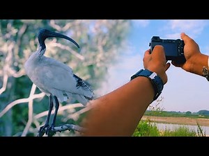 🦅 “Sony A6100 Wildlife Photography | Real Outdoor Test with 55-210mm Lens”