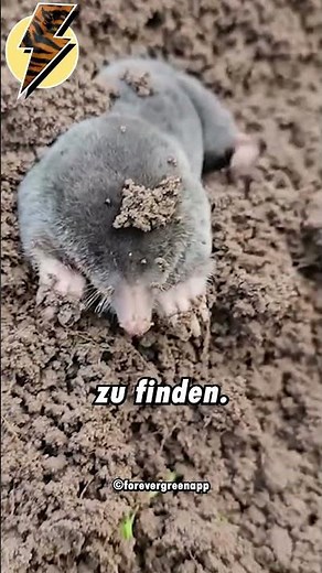 Wie Daten sich eigentlich Maulwürfe.