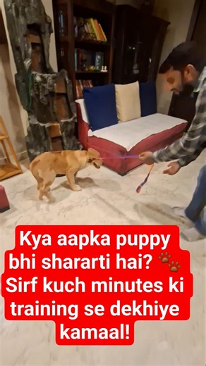 Puppy Training Day 1 🐶 | Smart Puppy Learning Basic Commands ❤️#puppytraining #dog #dogshorts #cute