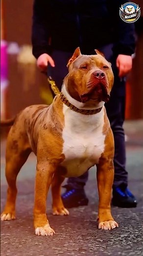 😱The Most Amazing Dog Transformations 🐕