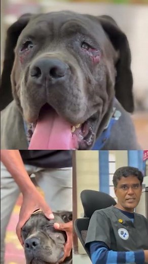 Entropion surgery ‪@lykapetclinic‬ Dindigul & Madurai