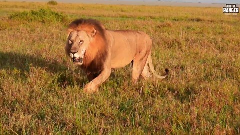 Unbelievable Safari Highlights From Maasai Mara!