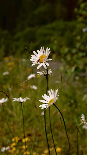 Austin Rutland on Instagram: "this would heal me 🥹 these moments are from the tiny, 350-person town of Eidsdal, Norway. When I tell you just walking around this place brought me so much peace, I mean it. The wildflowers, the gorgeous mountains, turquoise water: just perfection ⛰️🌊"