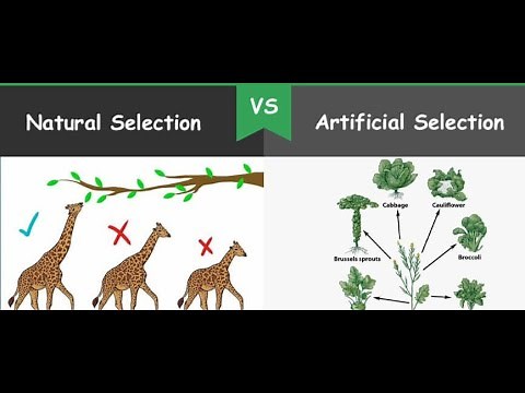 Natural selection vs artificial selection: life sciences grade 12 | ThunderEDUC | M.SAIDI