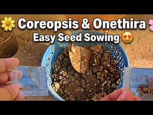 Coreopsis & Onethira 🌸 Easy Seed Sowing | How to Grow Flowers from Seeds