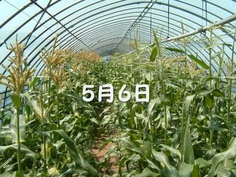 和み系 とうもろこし！ 成長過程編