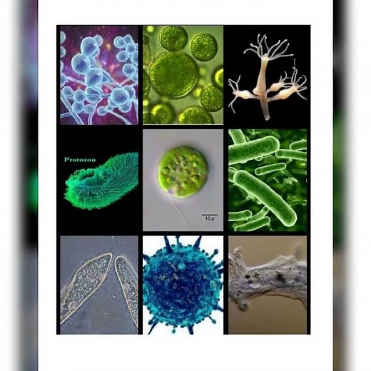 Grade 8. English medium. Science. Unit 1. Short notes 📑