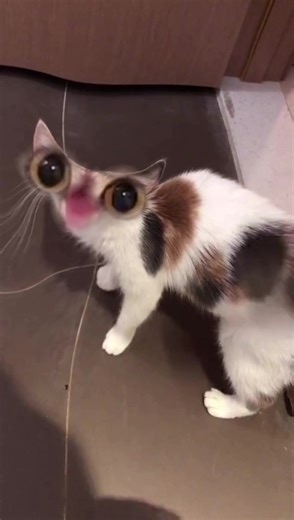 好熟悉的小蝉猫视频