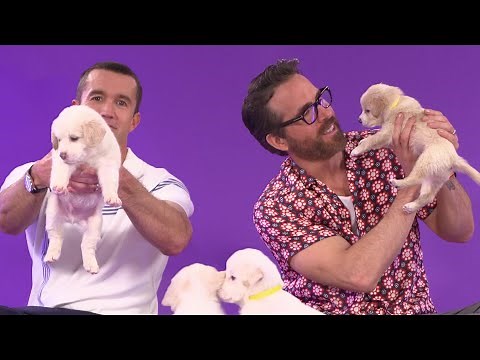 Ryan Reynolds and Robert McElhenney Play With Puppies While Answering Fan Questions