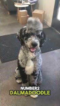 😬 The Most Problematic Dog Mixes Ever Created #dogbreed #dogfacts #animalshorts