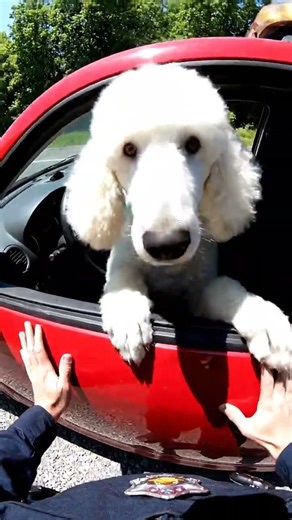 Dog Driving Getaway!