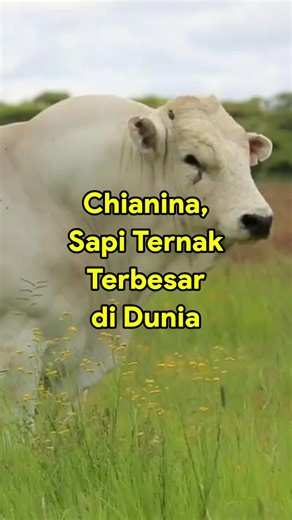 Kehebatan Daging Chianina dan Steak Florentine