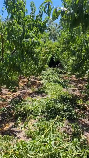 Día típico con el jefe: historias de trabajo y diversión