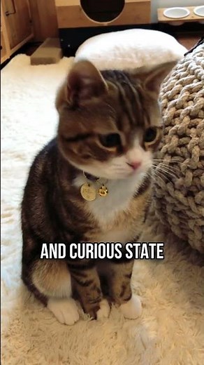 Decoding Cat Ear Language 😺👂💬