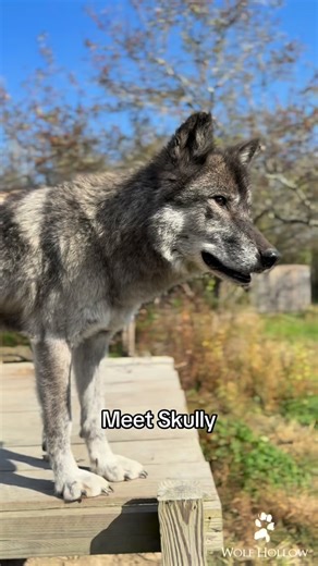 2.5K views · 4K reactions | Hey Skully  Did you know that Skully is an ambassador wolf? This means that he helps to educate the public about wolves in the wild. You can visit Wolf Hollow on any weekend to learn about wolves, while having the chance to view Skully and our other wolves in person! Book your tickets today at the link in our bio. | Wolf Hollow | Facebook