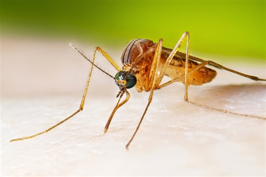 Missouri sees rise in West Nile Virus, three deaths reported