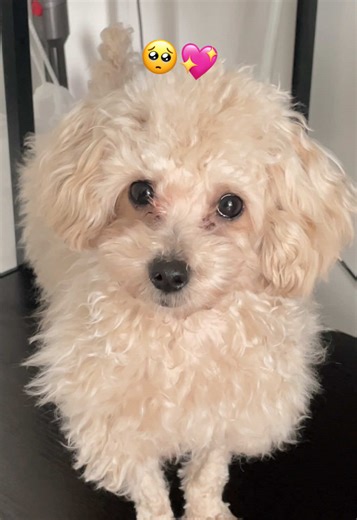 ママトリミング第二弾❣️毛並みがストレート気味なので羊にはなれないかなあ🐏💧#羊カット風 #セルフトリミング #トリマー #犬のいる日常