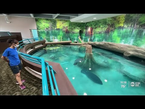 Newly renovated manatee habitat opens at The Bishop Museum of Science & Nature