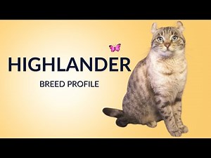 Highlander Cat Breed Profile History - Price - Traits - Grooming Needs - Lifespan