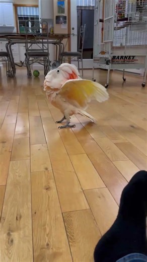 Barney the Cockatoo Showcases Adorable Hopping Moves
