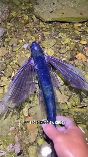 At first glance it looks like a bird, but it's actually a fish. #shorts #windreview