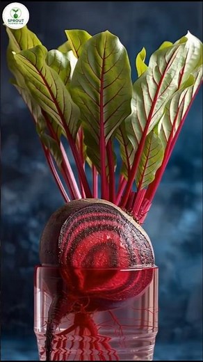 Beetroot Growth Timelapse | From Seed to Vibrant Red Root 🌱🟥 #sprout #shorts #plants #beetroot