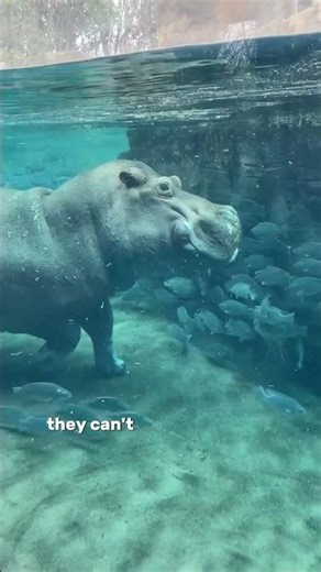 Why You Should NEVER Call a Hippo "Cute" 😱🦛 #hippo #animals