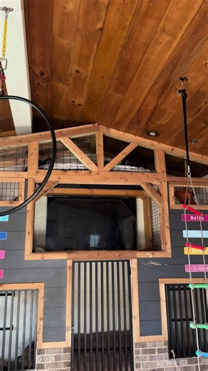 Spidermonkeys Wake Up: A Morning Adventure