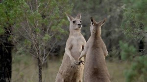 Our Boxing 🏅 goes to the Kangaroo. Male kangaroos fight each other to assert dominance or to win a mate. | Love Nature