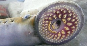 Sea Lamprey Wreak Havoc in the Great Lakes