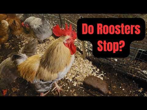 Do Roosters Ever Stop Crowing?