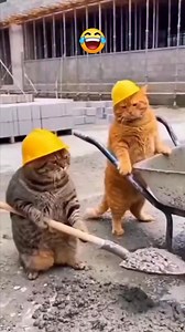 1.2K views · 16 reactions | Bro is useless ,indeed #cat #catfighter #game #payitforward | Meow flix | Facebook