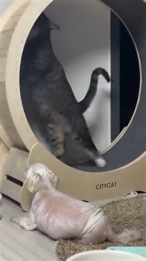 cats 🐱 dogs 🐶 cat&dog on Instagram