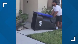'I used the front like a hippo mouth': Florida man traps alligator with trash can