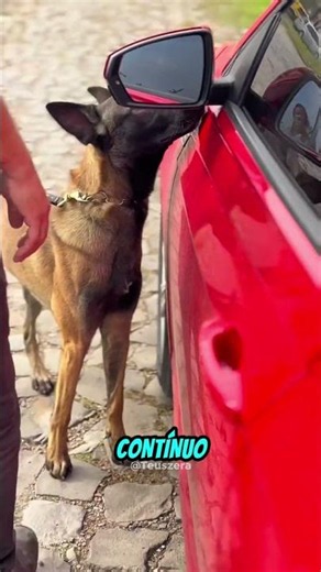 This test shows the true power of a scent dog!