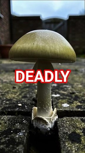 The Deadly Mushroom That Looks Completely Safe