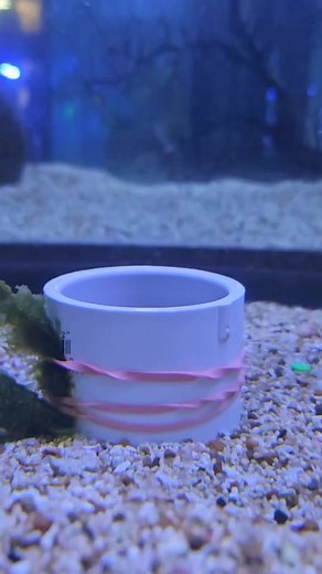 11 reactions | MARINE FISH MONDAY! Check out this adorable, chunky...