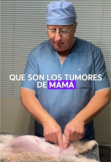 Mastectomía en perras: Prevención de tumores mamarios