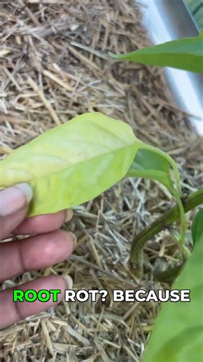 Yellowing Pepper Leaves? Don't Make This Mistake #gardeningtips #peppers #plantcare