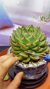 708K views · 3.1K reactions | For the overall aesthetics of the succulent, I will cut the bottom leaves so as to facilitate growth! #succulents #succulentaddict #succulentsofinstagram #plantcare #Plantbased #gardening #homegarden #succulentlover | Succulent Shine | Facebook