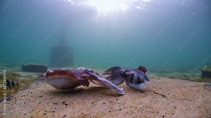Giant Australian Cuttlefish Sepia apama Migration Whyalla South Australia 4k slow motion, mating, laying eggs, fighting, aggregation, underwater