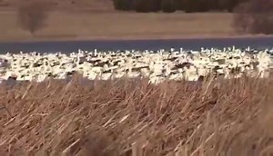 335K views · 5.6K reactions | Surrounded by snow gooses. Can you count on them. I’m sure you can’t. | Duck Hunting Marvellous | Facebook