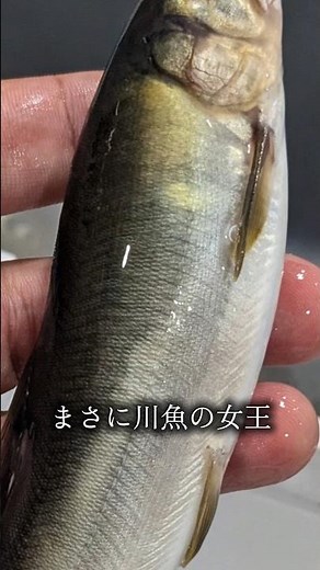 【長良川の鮎_013】#鮎 #長良川 #鮎イング #鮎ルアー #鮎釣 #岐阜 #世界農業遺産 #nagara #river #sweetfish #gifu #ayuing #fishing